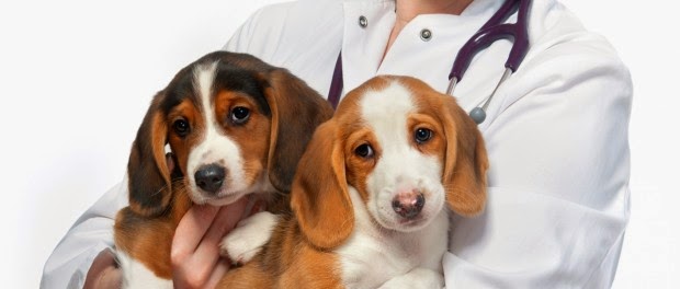 2017 09 11 cual es el precio del seguro para mascotas 1