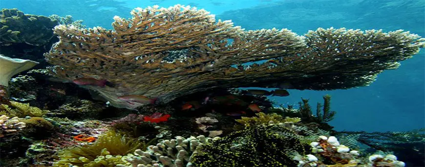 2018 03 16 primera poliza de seguro del mundo para un arrecife de coral 1