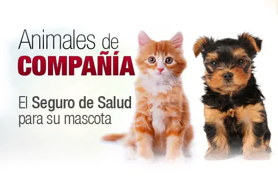 2016 10 05 seguro de animales y mascotas de mapfre 1