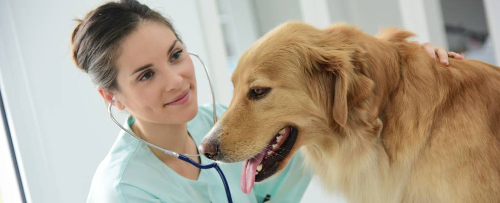 2018 06 18 seguro de salud y vida para su perro en mexico 1