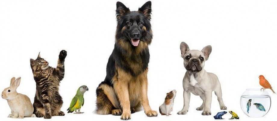 2016 08 20 seguros mapfre ofrece atencion medica para mascotas en mexico 1