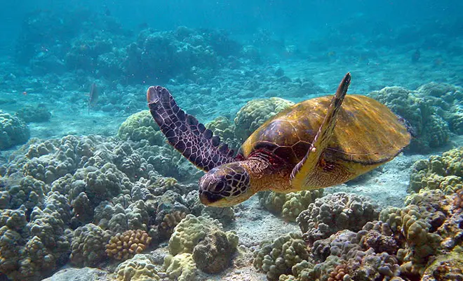 Un arrecife de coral en México acaba de tener su propia póliza de seguro